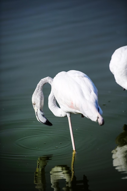 Flamingo en el lago