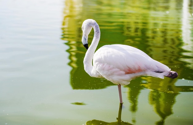 Flamingo en el lago