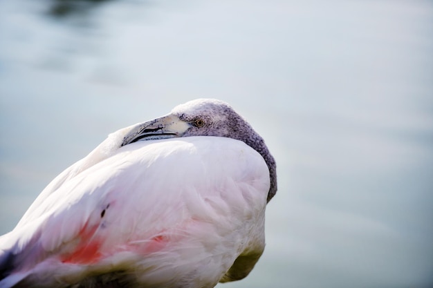 Flamingo en el lago