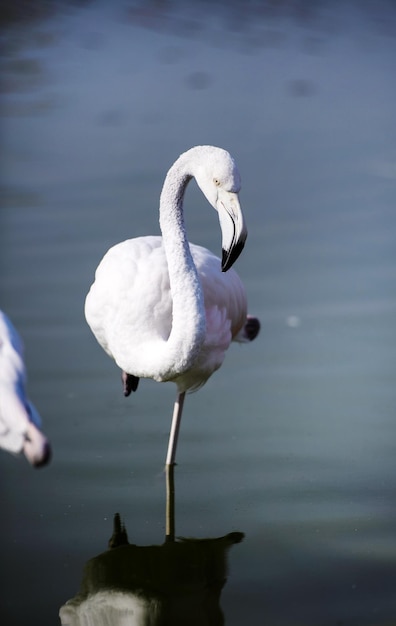 Flamingo en el lago