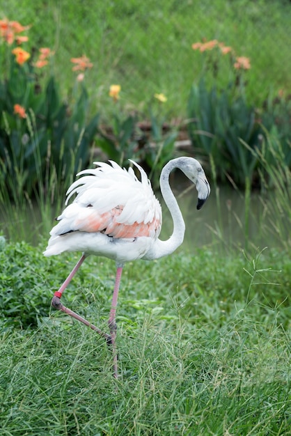 Flamingo lebt am Sumpf