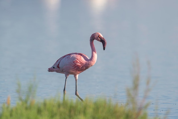 Flamingo menor (Phoenicopterus minor) Málaga, Espanha