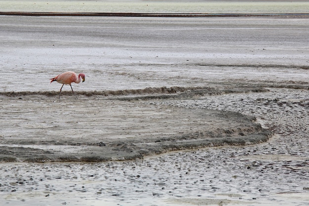 Flamingo mit schöner Landschaftsansicht der Laguna Colorada am Salar de Uyuni, Bolivien.