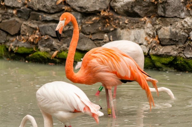 Flamingo na água potável do lago