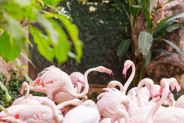 Flamingo na bolívia