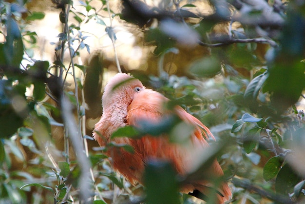 Foto flamingo nas plantas