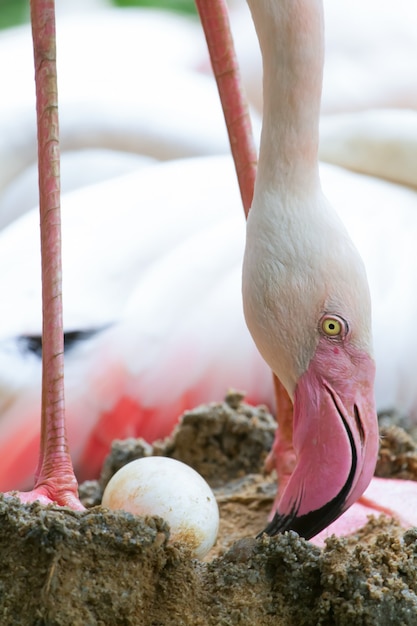 Foto flamingo en la naturaleza