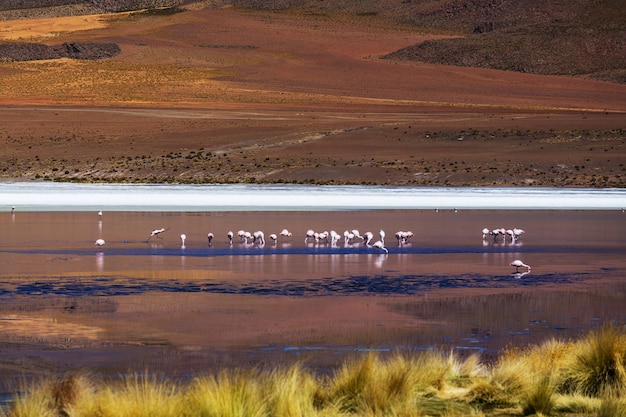 Flamingo no lago do altiplano boliviano