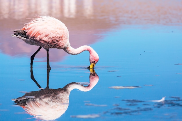 Flamingo no lago do Altiplano boliviano