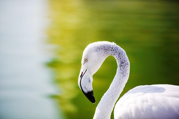 Flamingo no lago