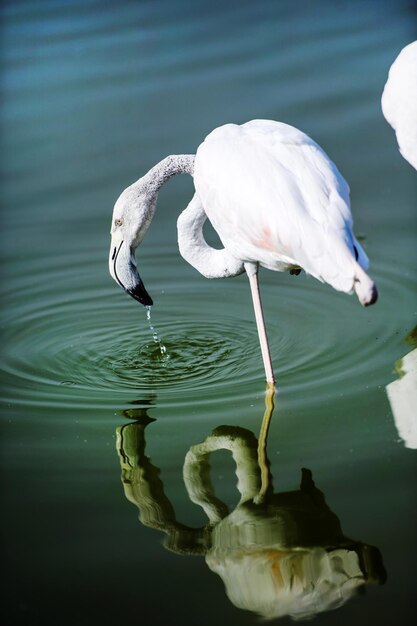 Flamingo no lago