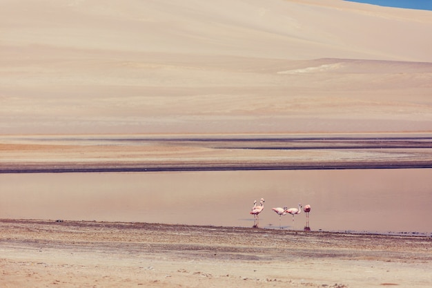 Flamingo no Peru