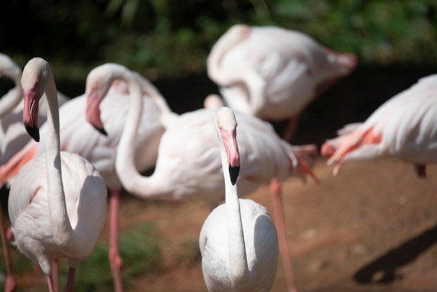 Flamingo no zoológico, Tailândia