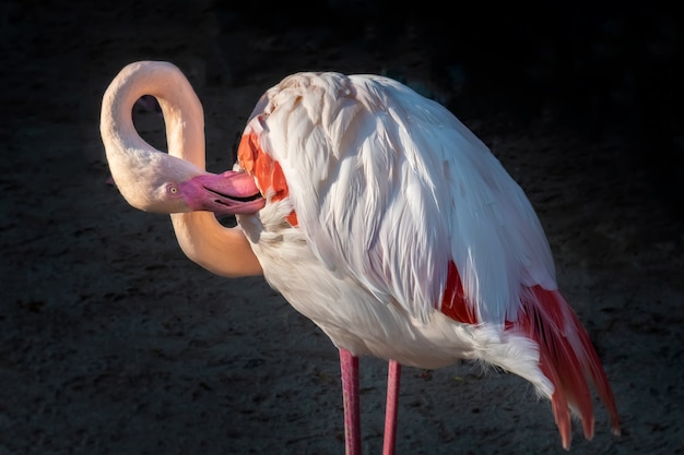 Flamingo pájaro ala de limpieza.