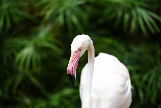 Foto flamingo pájaro blanco hermoso en el lago río naturaleza bosque animales tropicales gran flamingo