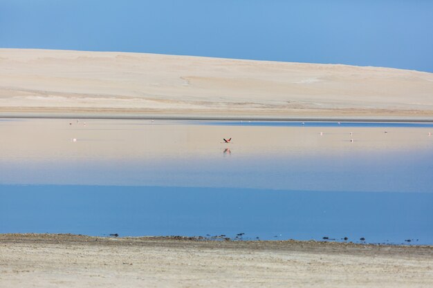 Flamingo en Perú