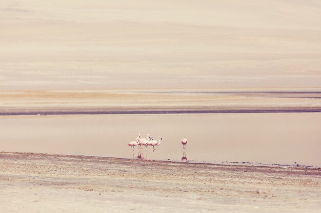 Flamingo en Perú