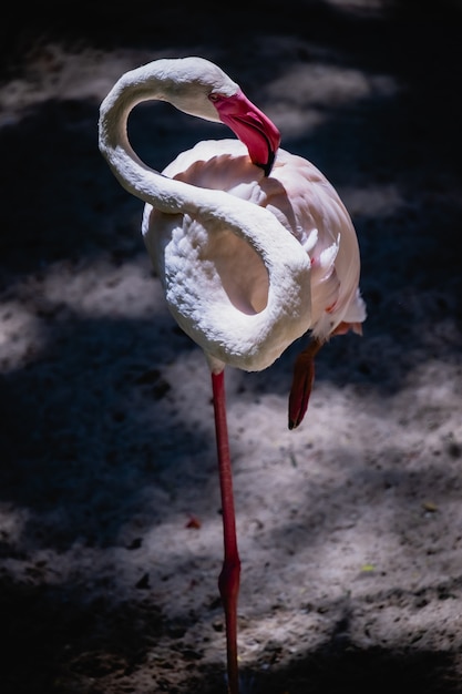 Flamingo Phoenicopteridae Schöner Vogel