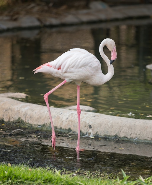 Flamingo (Phoenicopterus roseus)