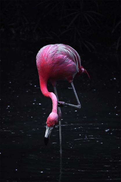 Flamingo rascándose en el lago