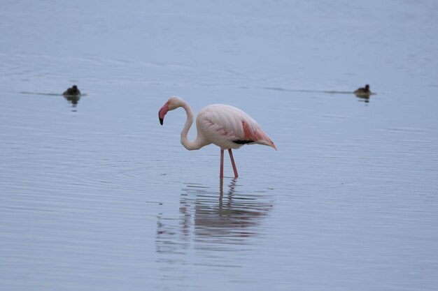 flamingo refletido na água