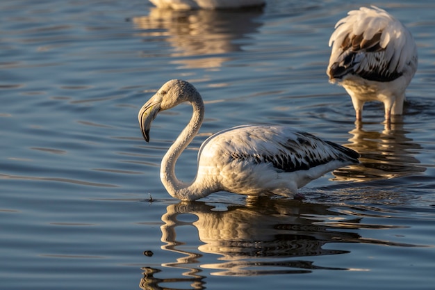 Flamingo rosa ao amanhecer no parque natural dos pântanos de ampurdan.