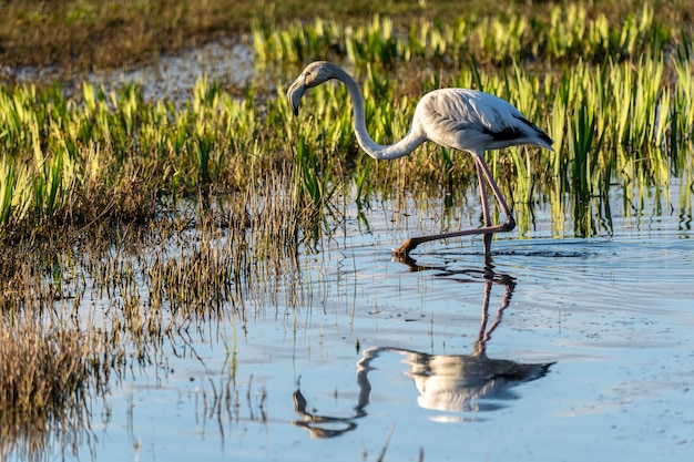 Flamingo rosa ao amanhecer no parque natural dos pântanos de Ampurdan.