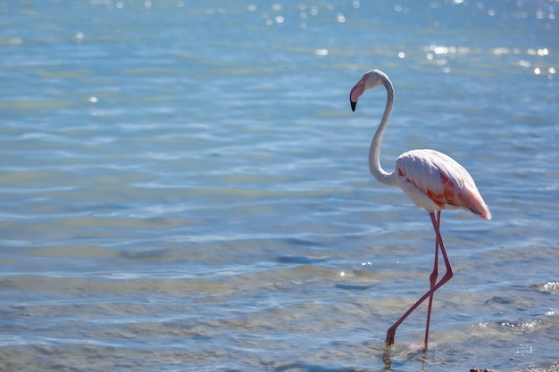 Flamingo rosa em um espaço de cópia de close-up de lago salgado