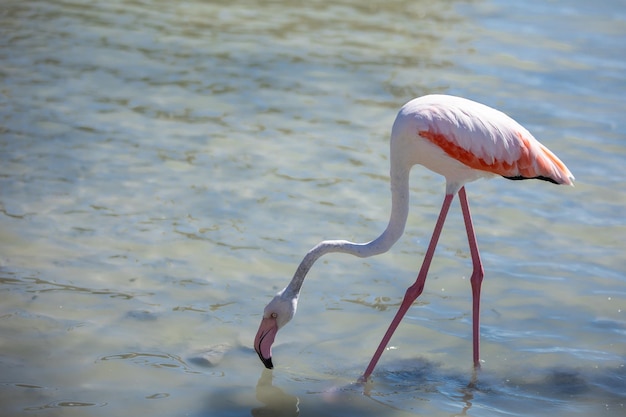 Flamingo rosa em um espaço de cópia de close-up de lago salgado