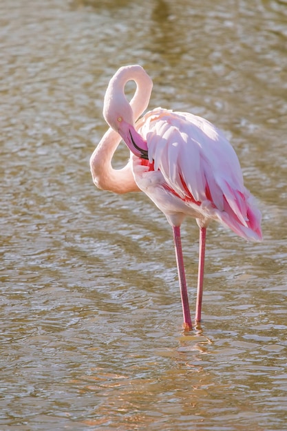 Flamingo rosa, flamingo gigante em seu ambiente natural (Phoenicopterus roseus)