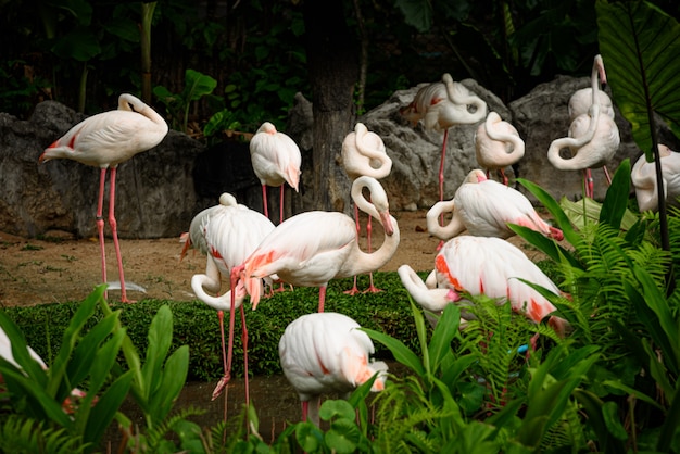 Flamingo rosa: o flamingo maior é o membro mais comum e difundido da família flamingo.