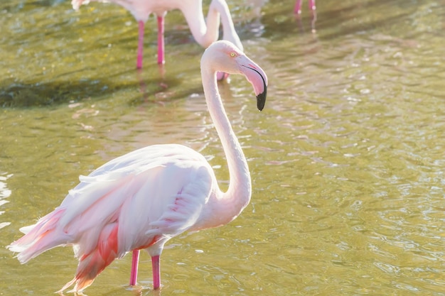 Flamingo rosa (Phoenicopterus roseus)