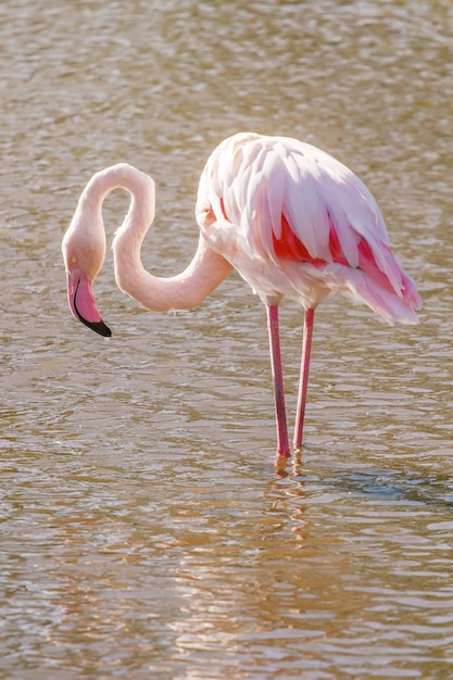 Flamingo rosa (Phoenicopterus roseus)