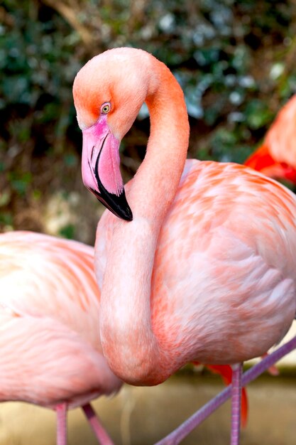 Flamingo rosa