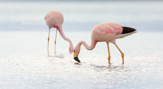 Foto flamingo en las salinas del desierto de chaxa, cerca de san pedro de atacama, chile, sudamérica