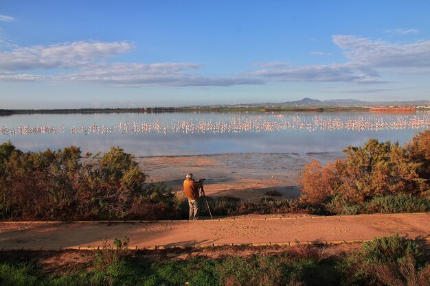 Flamingo en Salt Lake en Larnaca, Chipre