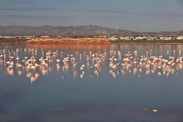 Flamingo en Salt Lake en Larnaca, Chipre