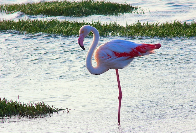 Flamingo solitário africano cor de rosa caminhando pela lagoa