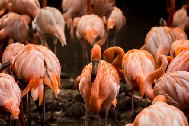 Foto flamingo tiene un hermoso color naranja.