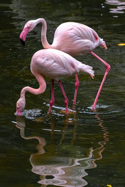 Flamingo trinkt Wasser in einem See