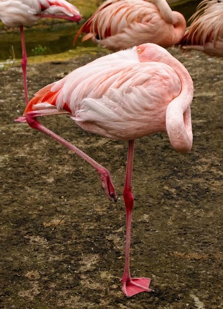 Foto flamingo-vogel