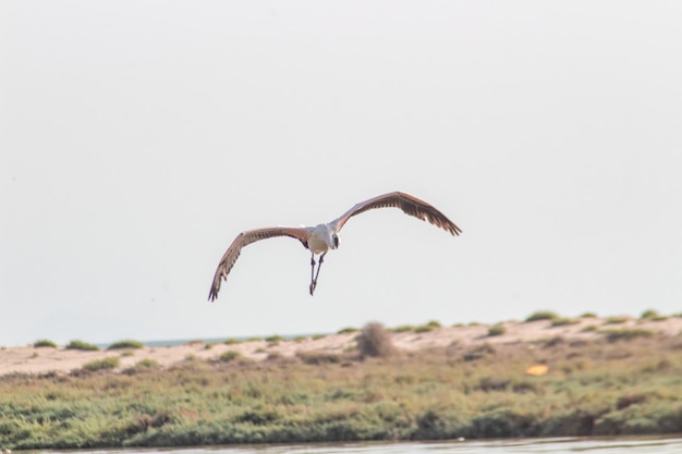 Flamingo volando en el cielo Túnez Túnez