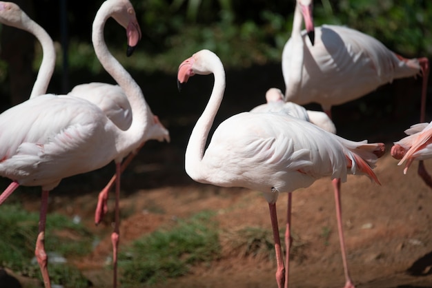 Flamingo en el zoológico, Tailandia