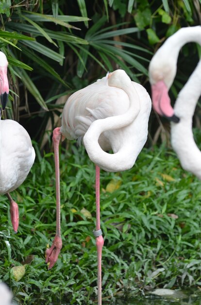 Foto flamingo