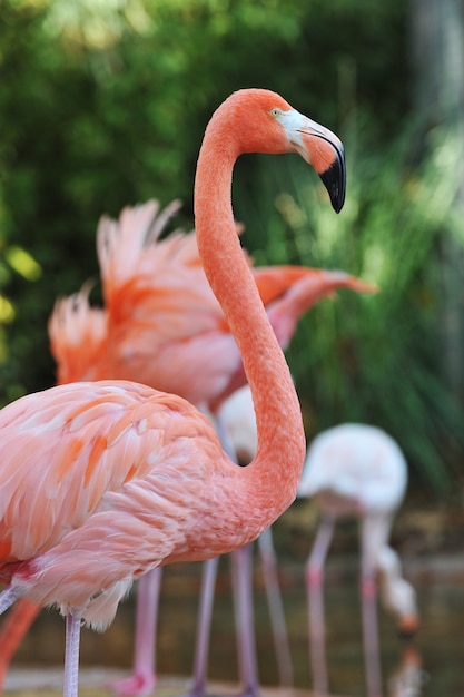 Flamingo