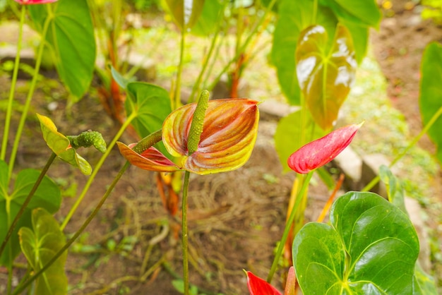 Flamingoblume Anthurium sp. Anthurium andraeanum (Flamingoblume) Die Blätter Blumen.