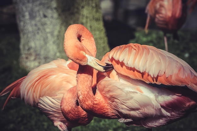 Flamingoportrait vom ZOO