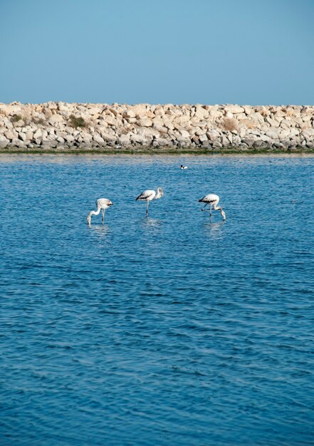 Flamingos à distância no mar mediterrâneo, na tunísia.