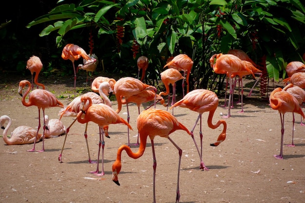 Flamingos en el agua