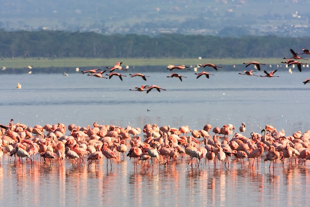 Flamingos aus Nakuru. Kenia, Afrika